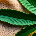 THCP : Découverte du cannabinoïde puissant aux effets prometteurs