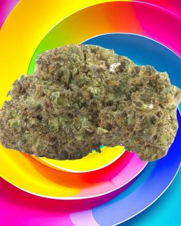 mage de la Black Domina THCV 20% : Une variété de cannabis envoûtante aux arômes de mangue juteuse et de vanille sucrée proposée par CBDPassion.