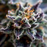 10-OH-HHC : tout savoir sur ce cannabinoïde “nouvelle génération”